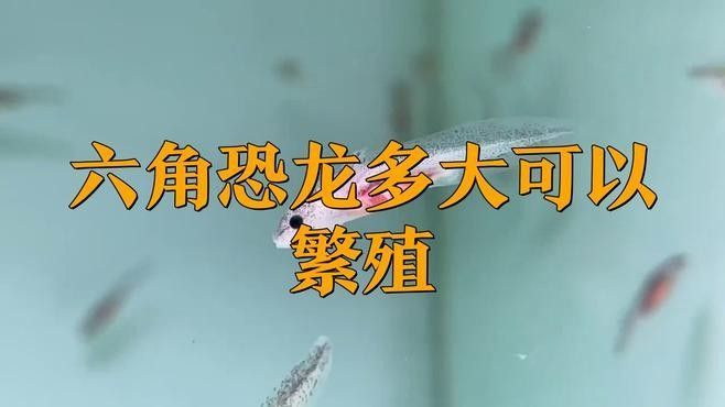 六角恐龍魚(yú)如何繁殖？：六角恐龍魚(yú)怎么養(yǎng)最全養(yǎng)殖方法六角恐龍魚(yú)繁殖全解析