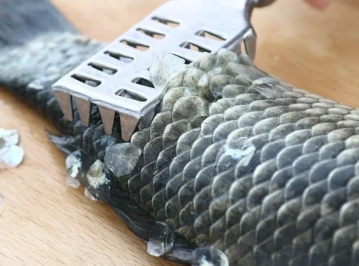 龍魚鱗片的作用是什么：魚身上的鱗有哪些作用