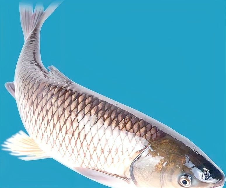 龍魚鱗片的作用是什么：魚身上的鱗有哪些作用
