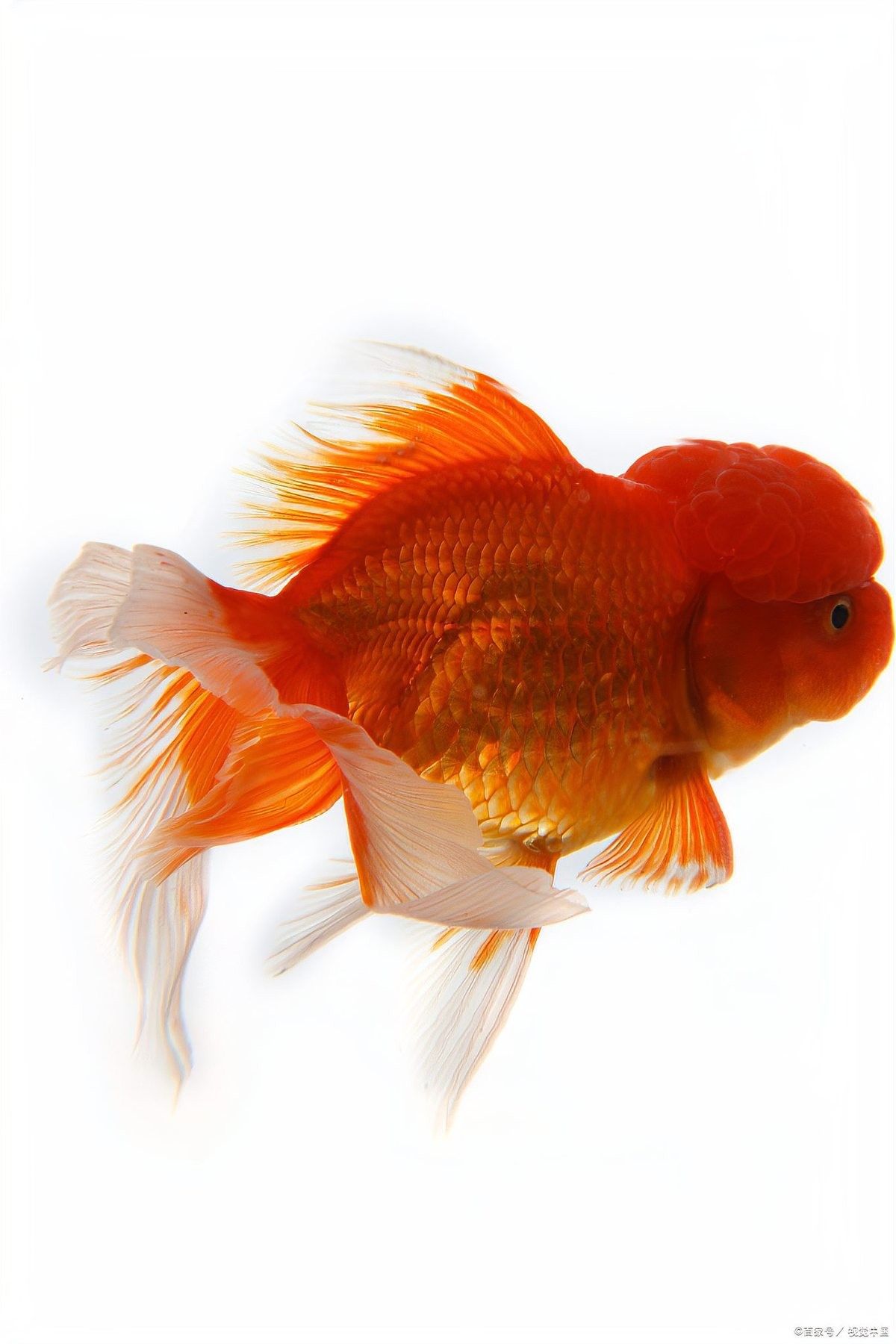 如何判斷紅龍魚尾鰭腐爛的嚴重程度：紅龍魚尾鰭腐爛怎么辦