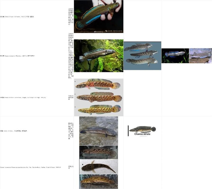 能提供更多雷龍魚品種的圖片嗎：探索雷龍魚的多樣性與美麗