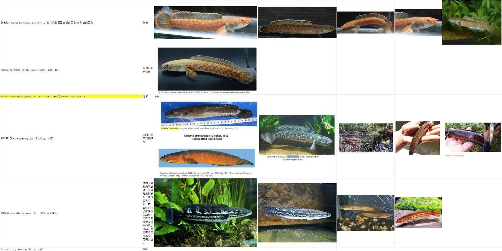 能提供更多雷龍魚品種的圖片嗎：探索雷龍魚的多樣性與美麗