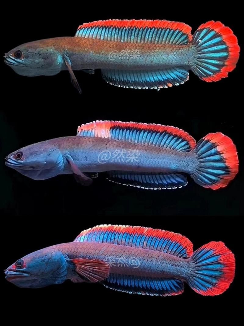 能提供更多雷龍魚品種的圖片嗎：探索雷龍魚的多樣性與美麗
