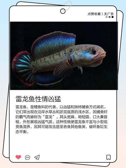 能提供更多雷龍魚品種的圖片嗎：探索雷龍魚的多樣性與美麗