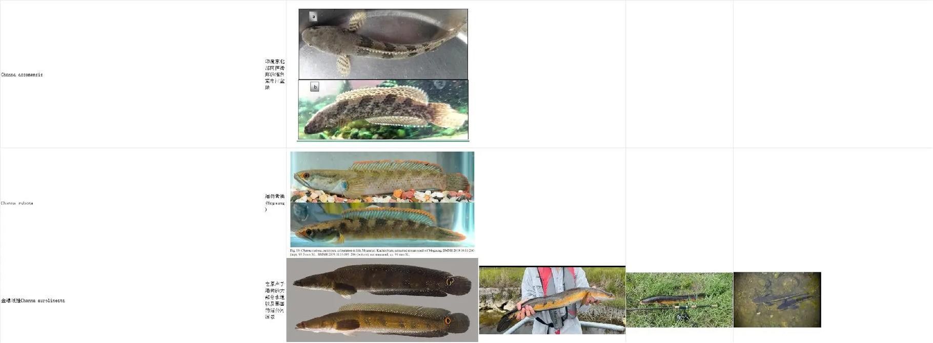 能提供更多雷龍魚品種的圖片嗎：探索雷龍魚的多樣性與美麗