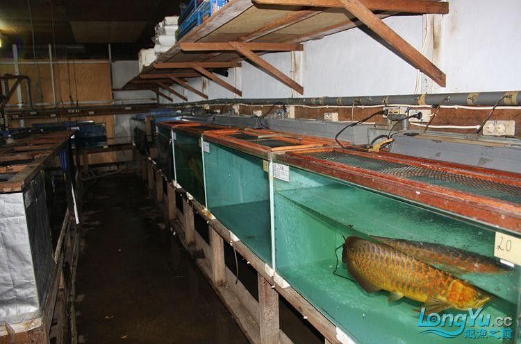 哪個印尼龍魚漁場口碑最好：印尼龍魚漁場口碑好壞取決于多個因素影響印尼龍魚漁場口碑的因素