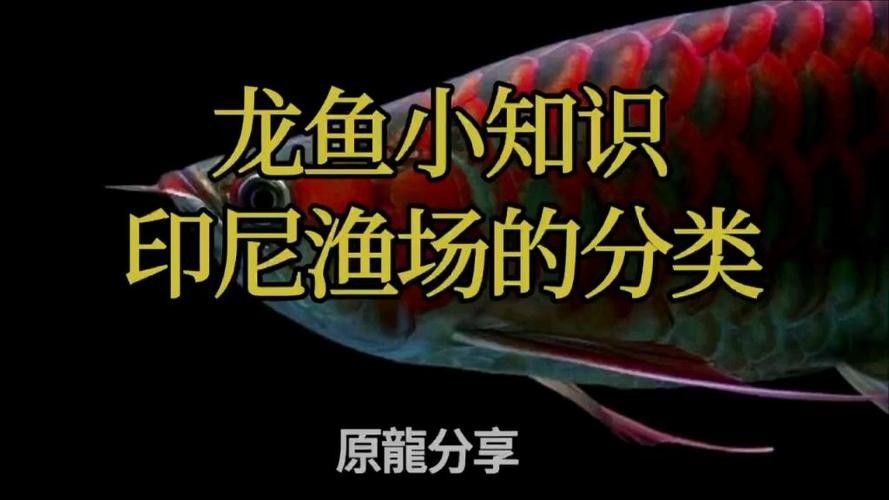 哪個印尼龍魚漁場口碑最好：印尼龍魚漁場口碑好壞取決于多個因素影響印尼龍魚漁場口碑的因素