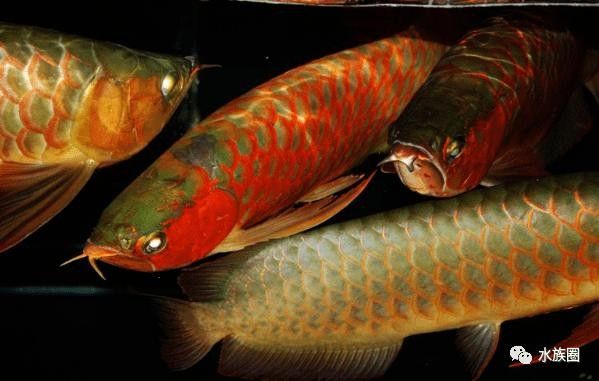 哪個印尼龍魚漁場口碑最好：印尼龍魚漁場口碑好壞取決于多個因素影響印尼龍魚漁場口碑的因素