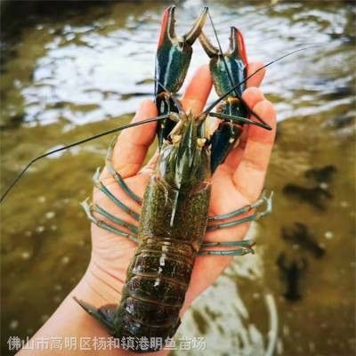 如何聯系廣東的龍魚批發商？：廣東龍魚批發商的聯系方式 如何聯系廣東的龍魚批發商？：廣東龍魚批發商的聯系方式 龍魚百科 第5張