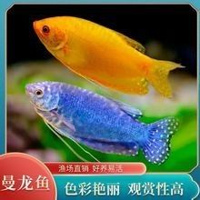 如何聯系廣東的龍魚批發商？：廣東龍魚批發商的聯系方式 如何聯系廣東的龍魚批發商？：廣東龍魚批發商的聯系方式 龍魚百科 第3張