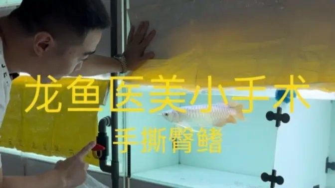 抖音上有哪些龍魚視頻推薦：抖音上熱門的龍魚視頻