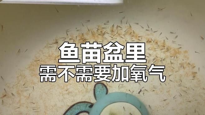龍魚孵化期間需要加氧嗎：龍魚孵化期是否需要加氧