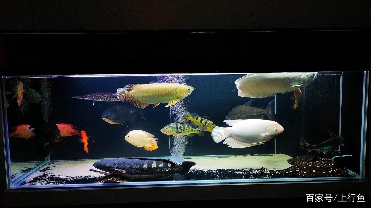 龍魚孵化期間需要加氧嗎：龍魚孵化期是否需要加氧