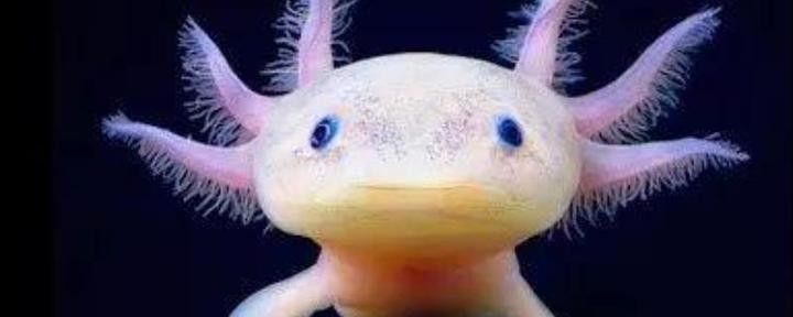 如何飼養(yǎng)具有再生能力的六角恐龍魚：如何飼養(yǎng)具有再生能力的六角恐龍魚，六角恐龍魚飼養(yǎng)注意5點(diǎn)