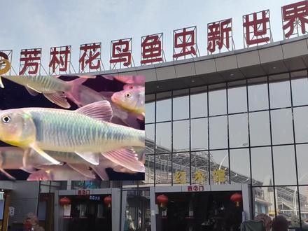 芳村花鳥市場的龍魚價格如何：芳村花鳥市場龍魚價格