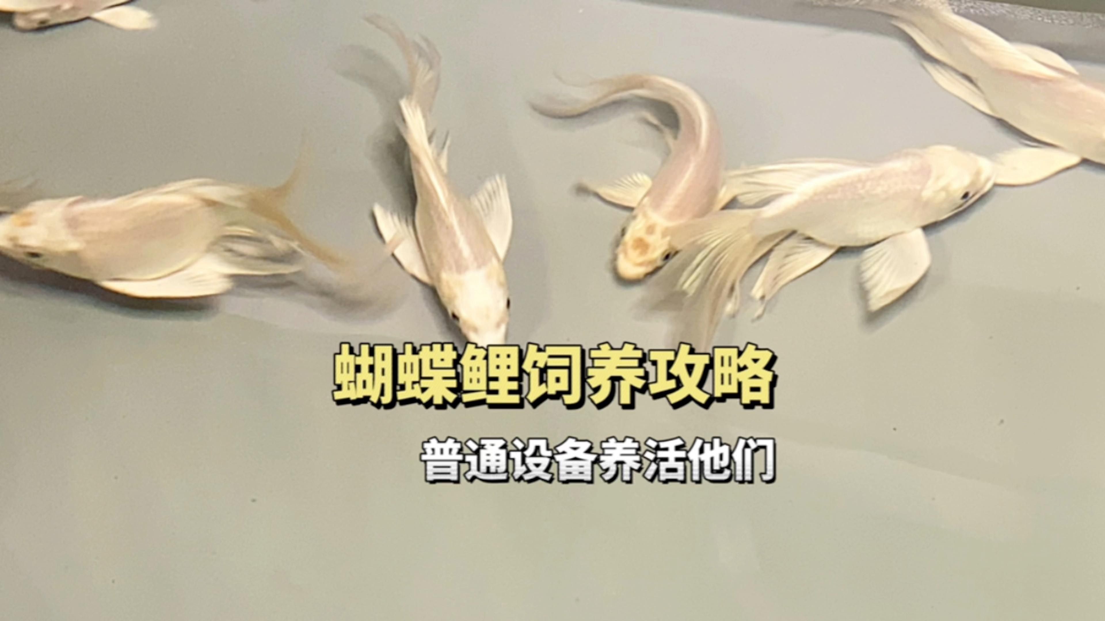 金龍魚和蝴蝶鯉混養需要哪些設備：龍魚和蝴蝶鯉混養是一種流行的水族箱養殖方法創造多樣化的生態系統