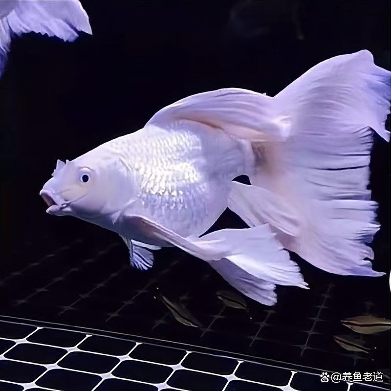 金龍魚和蝴蝶鯉混養需要哪些設備：龍魚和蝴蝶鯉混養是一種流行的水族箱養殖方法創造多樣化的生態系統