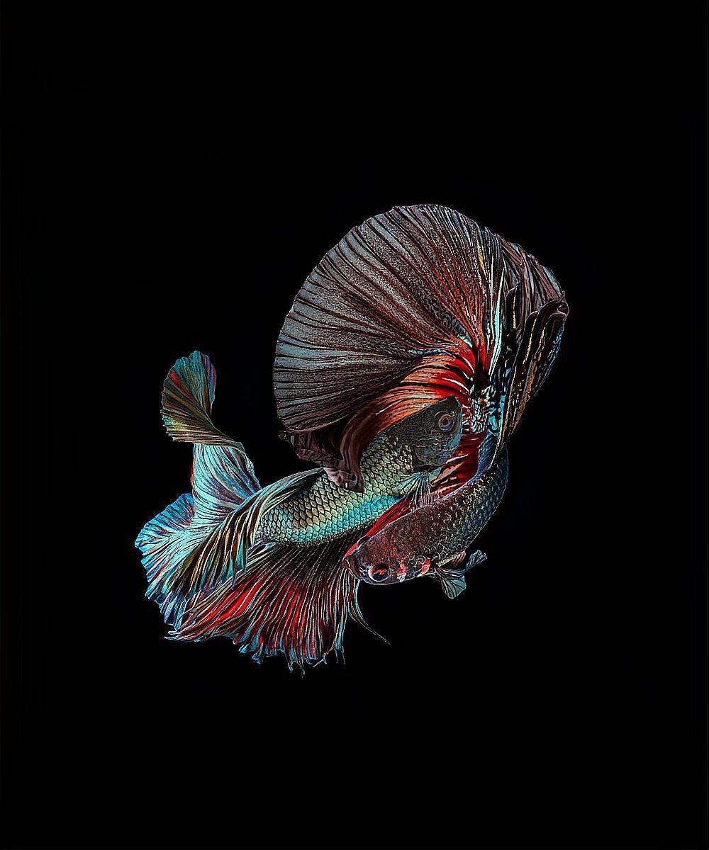 金龍魚和蝴蝶鯉混養需要哪些設備：龍魚和蝴蝶鯉混養是一種流行的水族箱養殖方法創造多樣化的生態系統