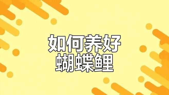 金龍魚和蝴蝶鯉混養需要哪些設備：龍魚和蝴蝶鯉混養是一種流行的水族箱養殖方法創造多樣化的生態系統