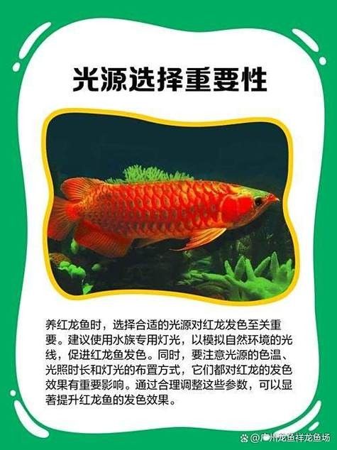 如何預防紅龍魚掉鱗？：墨韻書驛6609:金龍紅龍掉鱗片原因分析