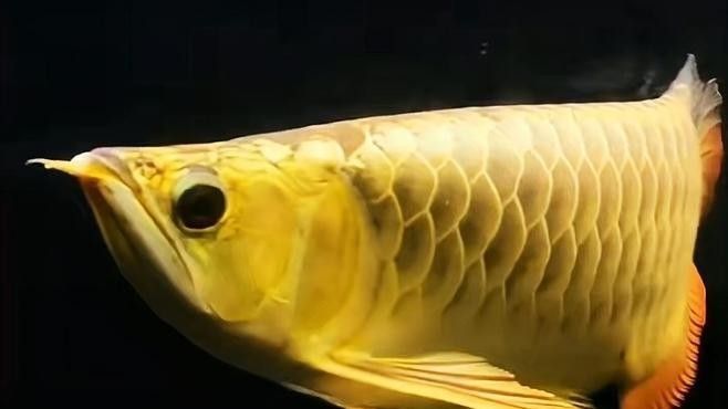 如何預防紅龍魚掉鱗？：墨韻書驛6609:金龍紅龍掉鱗片原因分析