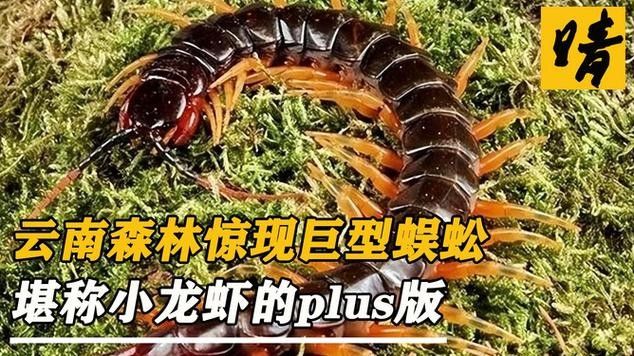 紅龍鼠標有哪些獨特功能？：紅龍鼠標性價比高嗎10款熱銷推薦暢快游戲體驗