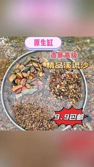 哪種底沙對(duì)雷龍魚發(fā)色最有利：雷龍魚發(fā)色期一般多久選適合雷龍魚發(fā)色最有利于發(fā)色