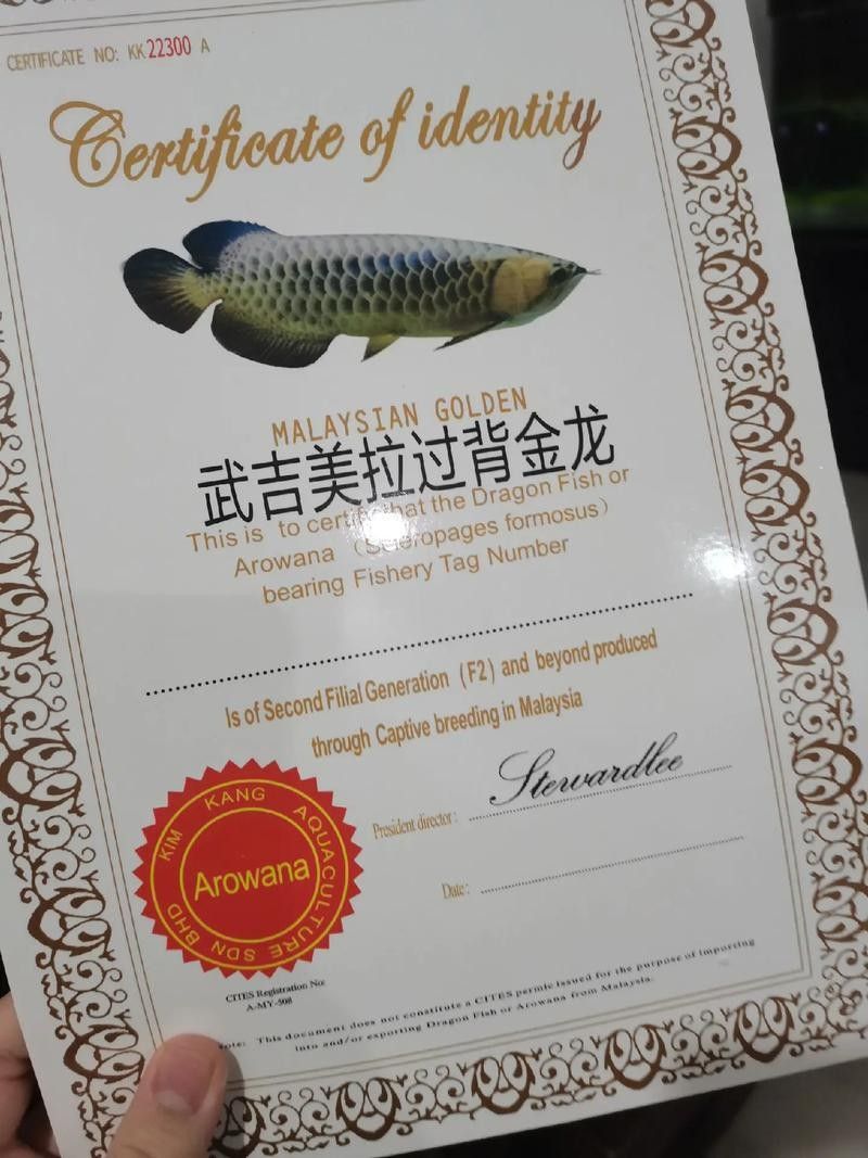 如何辨別真假玉石金龍魚：如何挑選真假玉石金龍魚