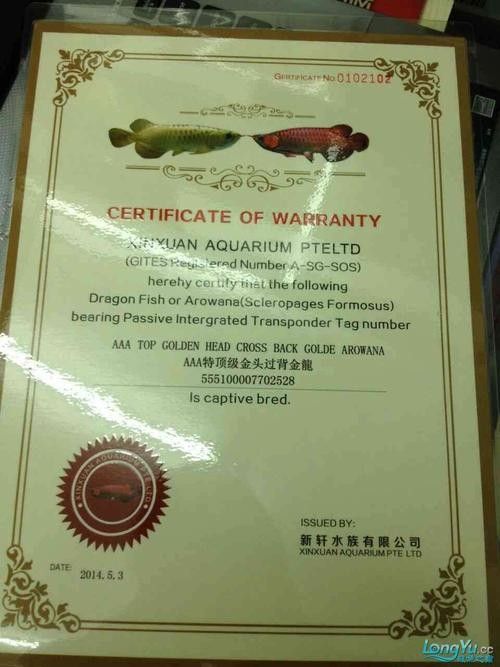 如何辨別真假玉石金龍魚：如何挑選真假玉石金龍魚