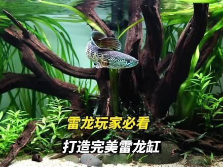 給我推薦一些龍魚缸背景畫：雷龍魚新家大揭秘,一米五大缸造景全攻略