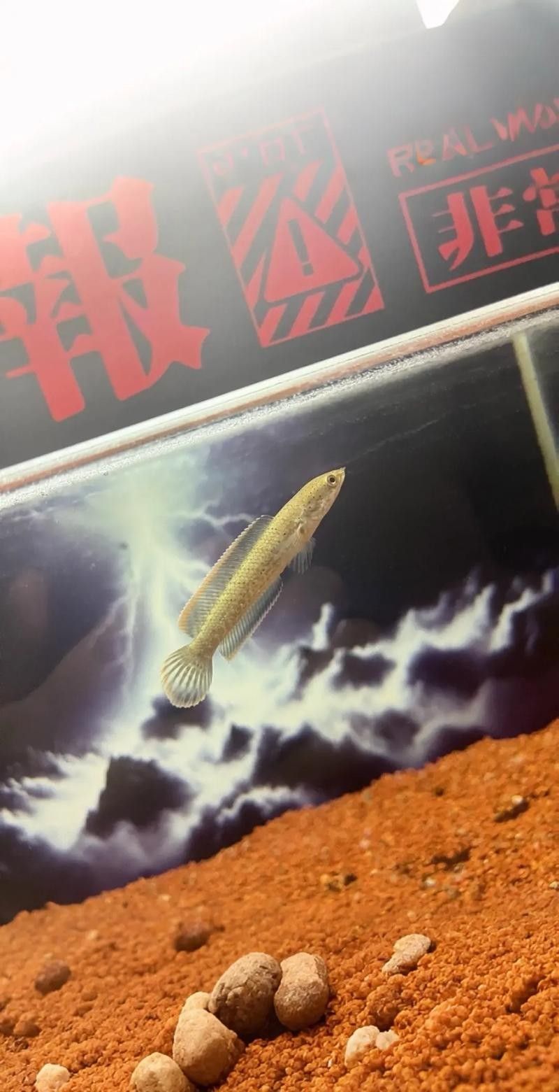 雷龍魚康復后需要如何調養：雷龍魚養殖的四大黃金法則，你get了嗎