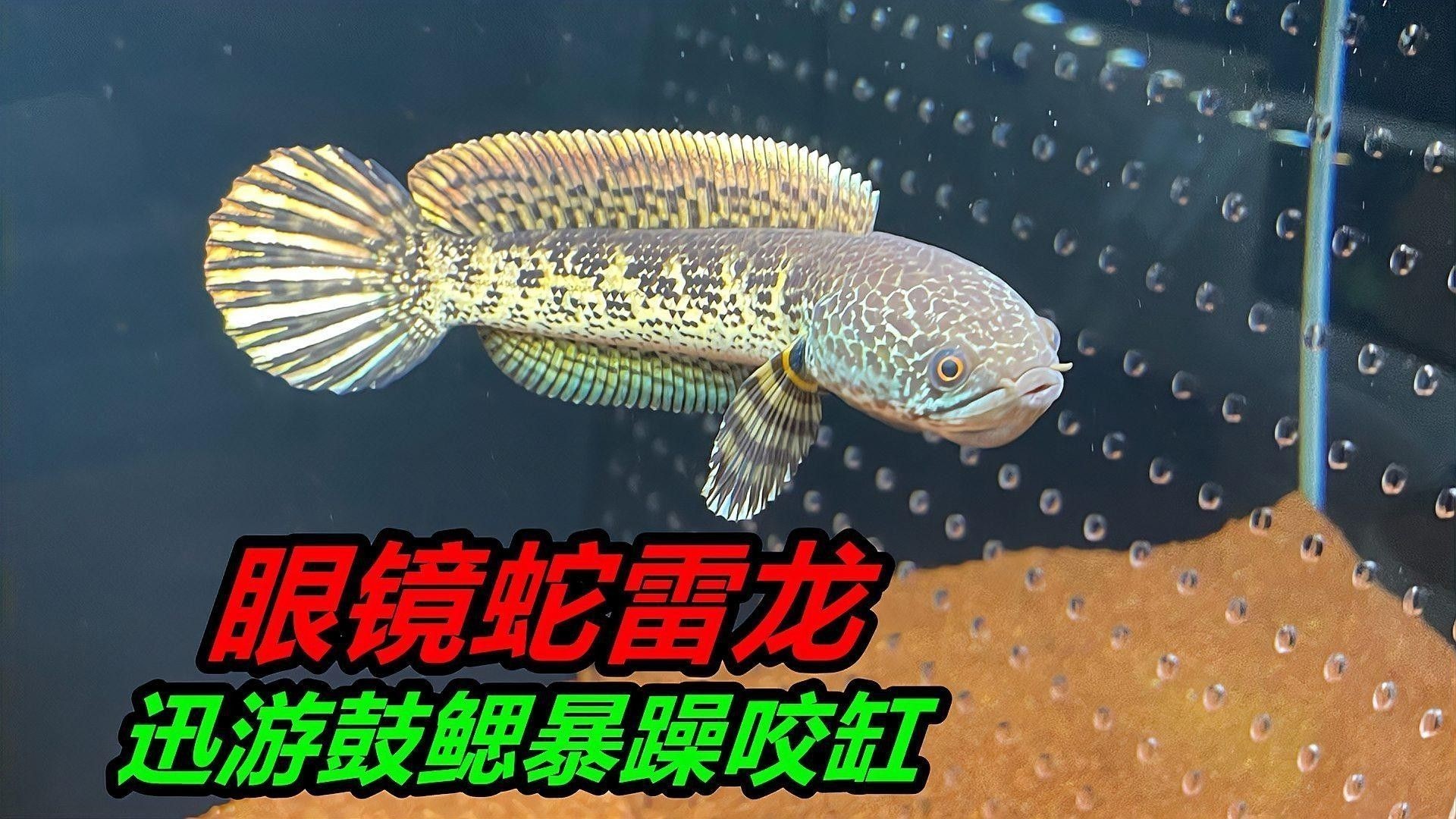 雷龍魚康復后需要如何調養：雷龍魚養殖的四大黃金法則，你get了嗎