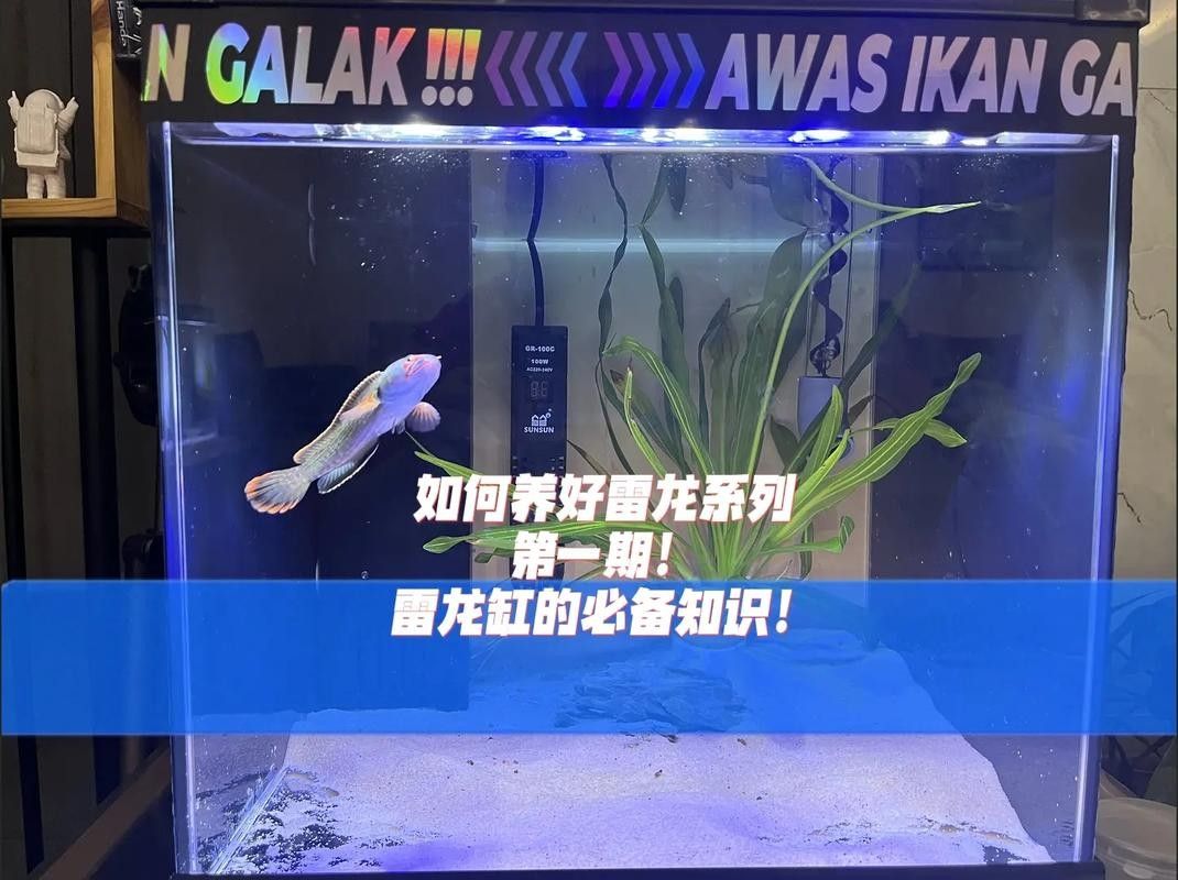 雷龍魚康復后需要如何調養：雷龍魚養殖的四大黃金法則，你get了嗎