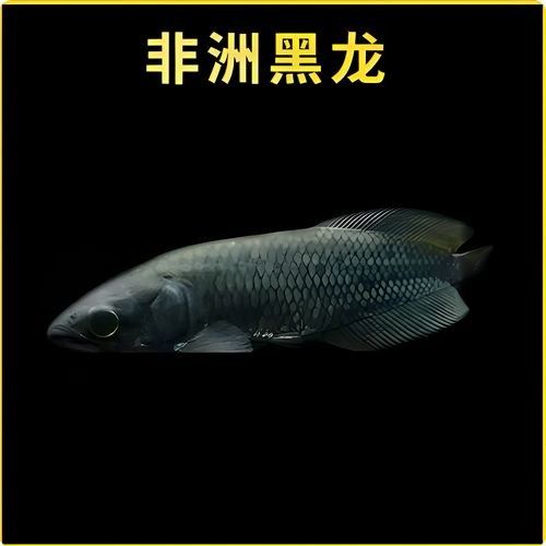黑色龍魚飼養(yǎng)難度大嗎：黑色龍魚怎么養(yǎng)