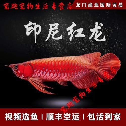 給我一些紅龍魚品牌圖片：《國紅》9800系列大湖紅龍魚9800系列大湖紅龍魚
