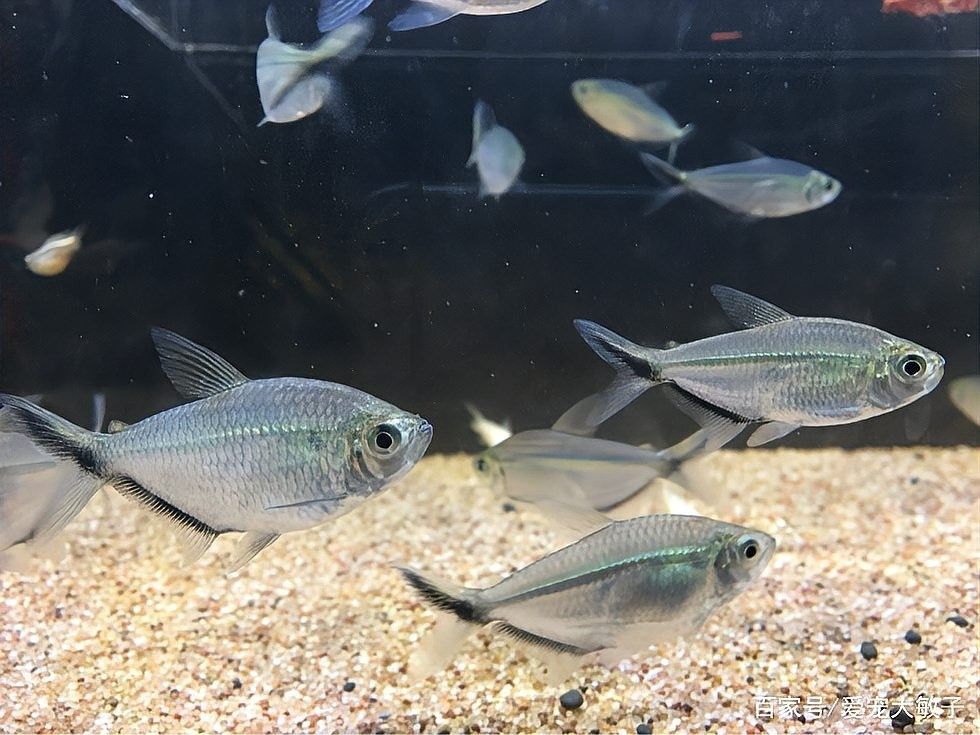 黑尾大鉤魚需要多大的魚缸：尾大鉤魚，也被稱為黑尾金槍魚或黑尾金槍魚或黑尾馬鮫