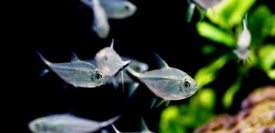 黑尾大鉤魚需要多大的魚缸：尾大鉤魚，也被稱為黑尾金槍魚或黑尾金槍魚或黑尾馬鮫