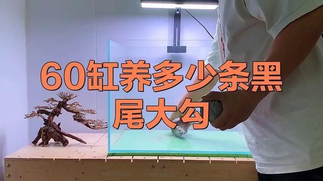 黑尾大鉤魚需要多大的魚缸：尾大鉤魚，也被稱為黑尾金槍魚或黑尾金槍魚或黑尾馬鮫