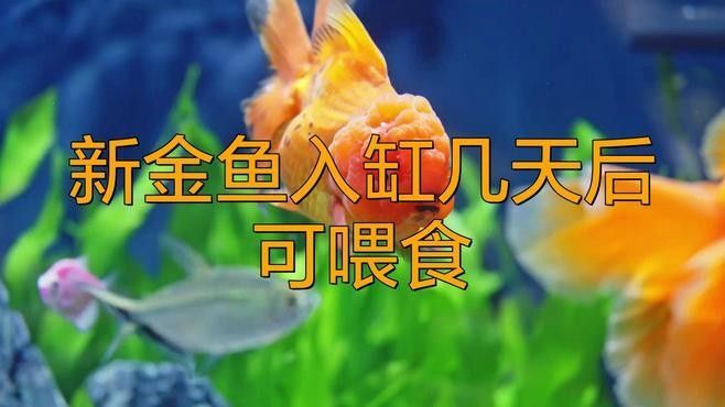 換缸后多久喂魚？：養(yǎng)魚新手必看:新買的魚到底幾天后可以喂第一餐友寵,新手養(yǎng)魚別踩坑!