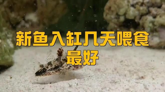 換缸后多久喂魚？：養(yǎng)魚新手必看:新買的魚到底幾天后可以喂第一餐友寵,新手養(yǎng)魚別踩坑!