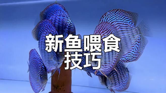 換缸后多久喂魚？：養(yǎng)魚新手必看:新買的魚到底幾天后可以喂第一餐友寵,新手養(yǎng)魚別踩坑!