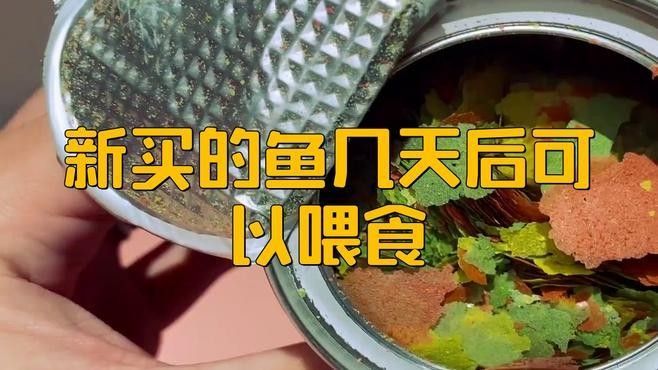 換缸后多久喂魚？：養(yǎng)魚新手必看:新買的魚到底幾天后可以喂第一餐友寵,新手養(yǎng)魚別踩坑!