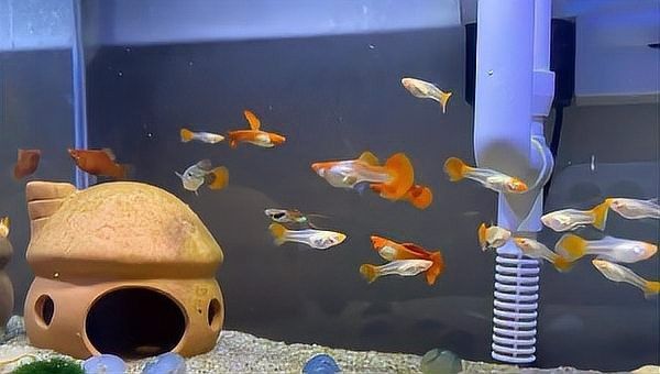 換缸后多久喂魚？：養(yǎng)魚新手必看:新買的魚到底幾天后可以喂第一餐友寵,新手養(yǎng)魚別踩坑!