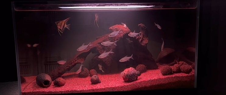 龍魚缸造景需要多長(zhǎng)時(shí)間完成：新手快樂(lè)缸養(yǎng)魚日記(三)-造景