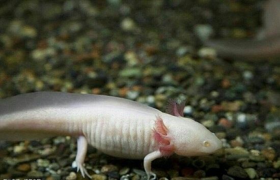 六角恐龍魚產卵后需要多久孵化：六角恐龍魚怎么生寶寶