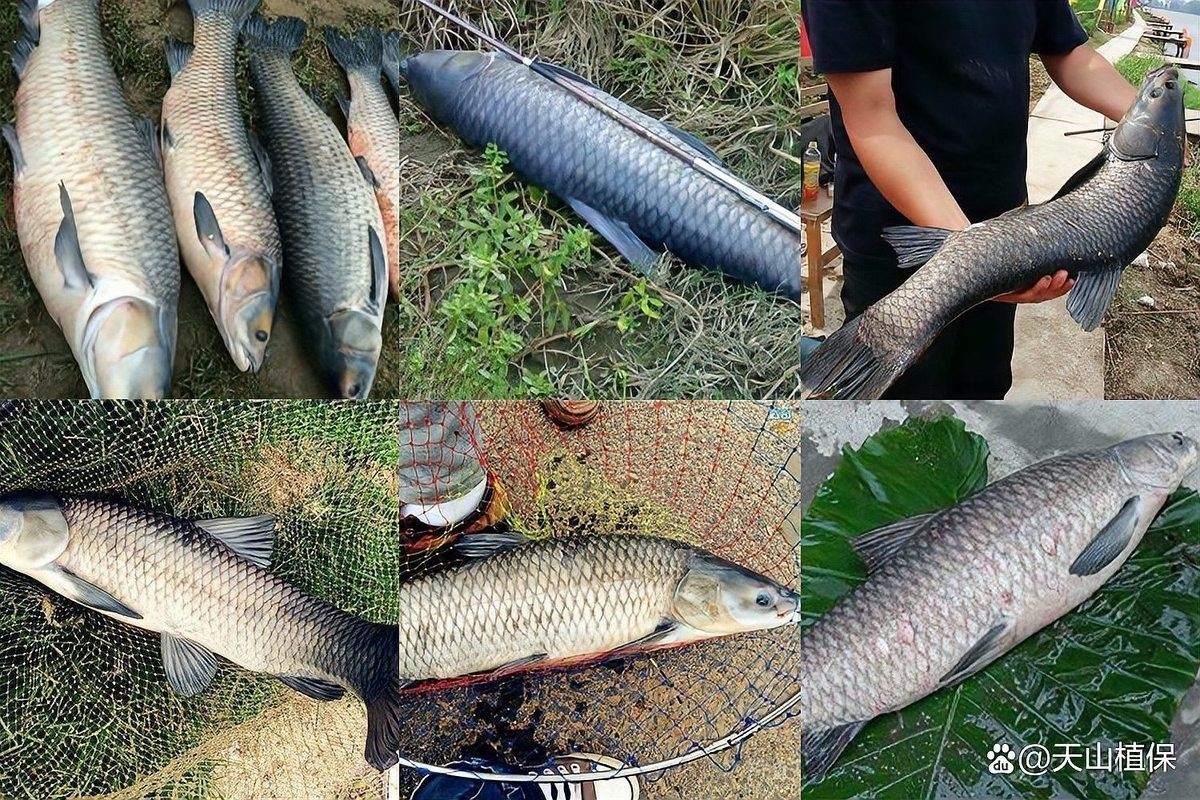 七彩龍魚的具體釣取時間：七彩雷龍魚釣取時間的詳細指南