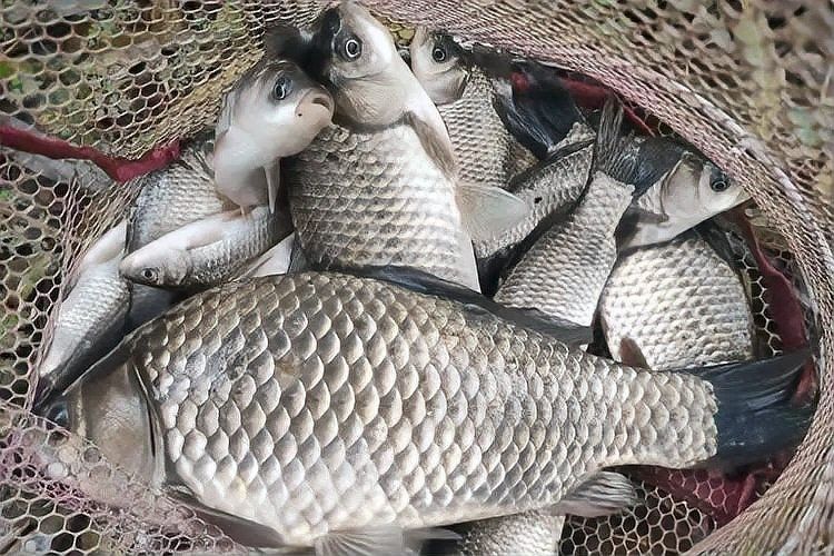 七彩龍魚的具體釣取時間：七彩雷龍魚釣取時間的詳細指南