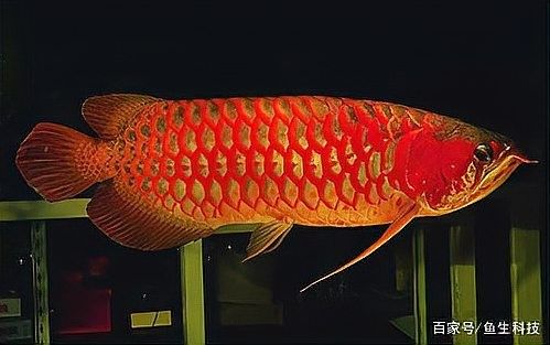 如何區(qū)分真假辣椒紅龍魚：——辣椒紅龍魚辨別技巧