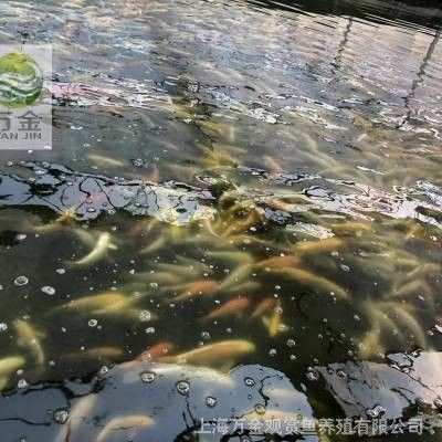 上海龍魚養(yǎng)殖場推薦：上海龍魚養(yǎng)殖場boss直聘上海市閔行區(qū)徐文龍觀賞魚養(yǎng)殖場 上海龍魚養(yǎng)殖場推薦：上海龍魚養(yǎng)殖場boss直聘上海市閔行區(qū)徐文龍觀賞魚養(yǎng)殖場 龍魚百科 第2張