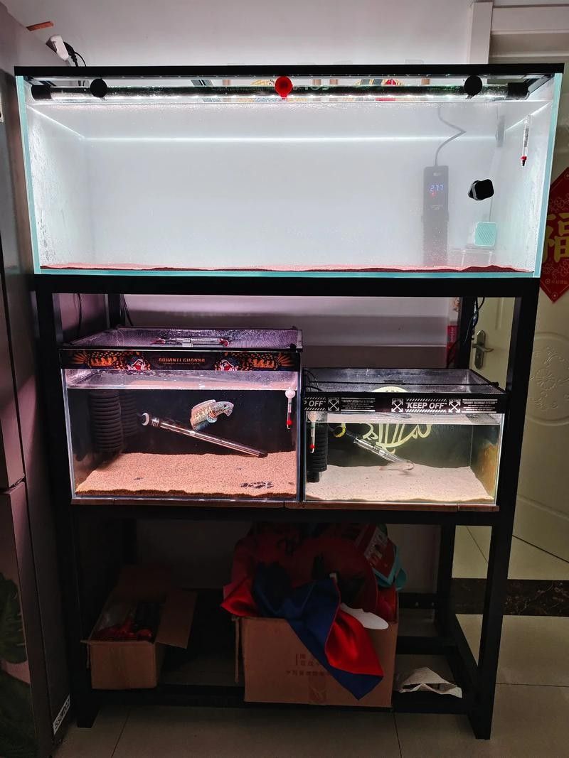 群養雷龍魚需要哪些設備：養雷龍魚需要準備什么設備 群養雷龍魚需要哪些設備：養雷龍魚需要準備什么設備 龍魚百科 第6張